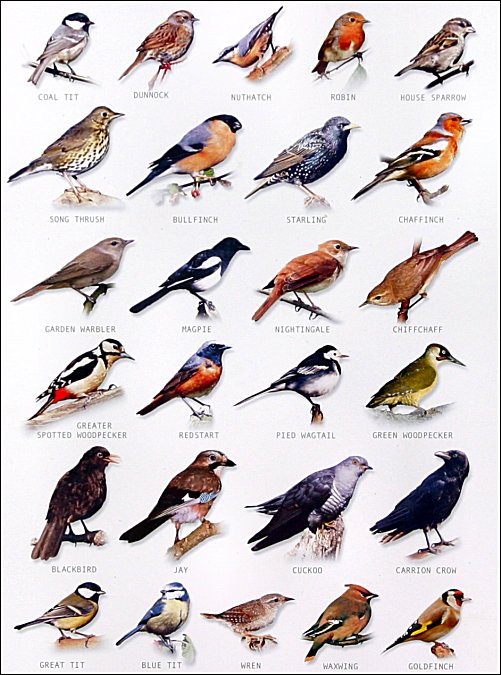 Bird Chart Uk